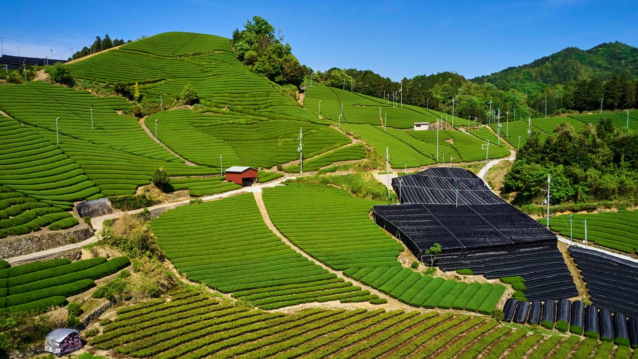 和束の茶畑, 京都府 和束町 (© Tuul and Bruno Morandi/Alamy)