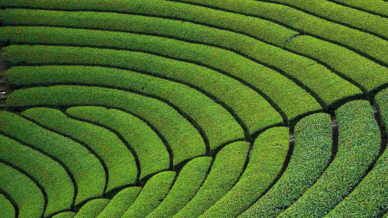 円形茶畑, 京都府 相楽郡 (© Tuul and Bruno Morandi/Alamy Stock Photo)