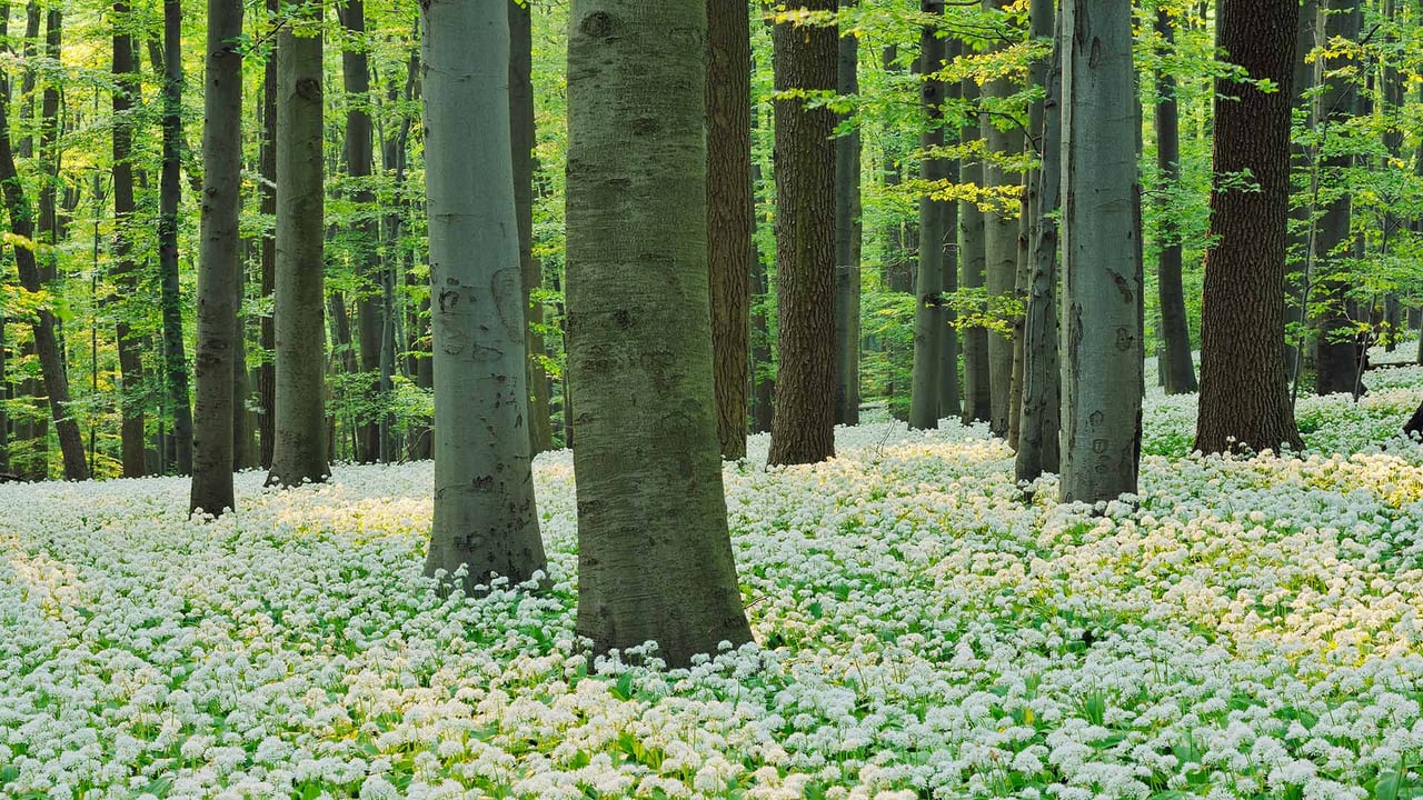 Blühender Bärlauch in einem Rotbuchenwald im Nationalpark Hainich, Thüringen (© Martin Ruegner/Stone/Getty Images)