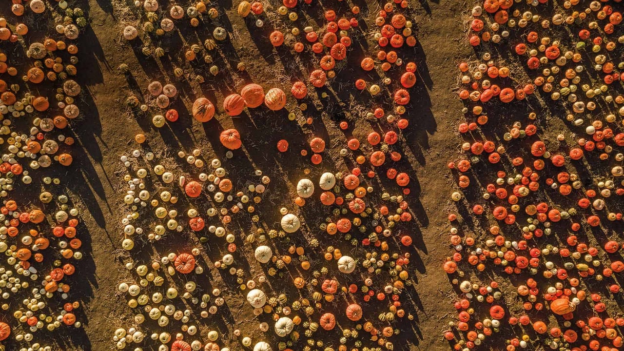 Aerial view of a pumpkin patch in Half Moon Bay, California (© Tinker Street/Michael O'Neal/Gallery Stock)