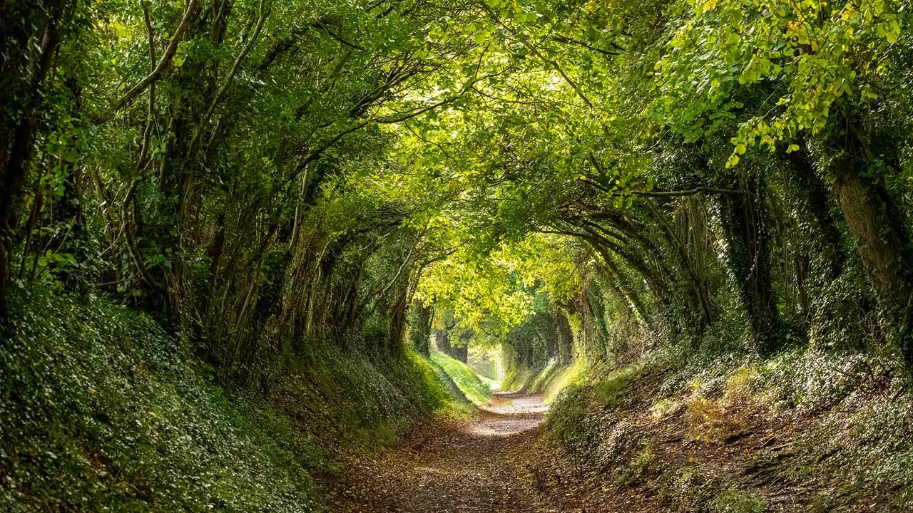 Halnaker tree tunnel near Chichester, West Sussex (© Lois GoBe/Shutterstock)