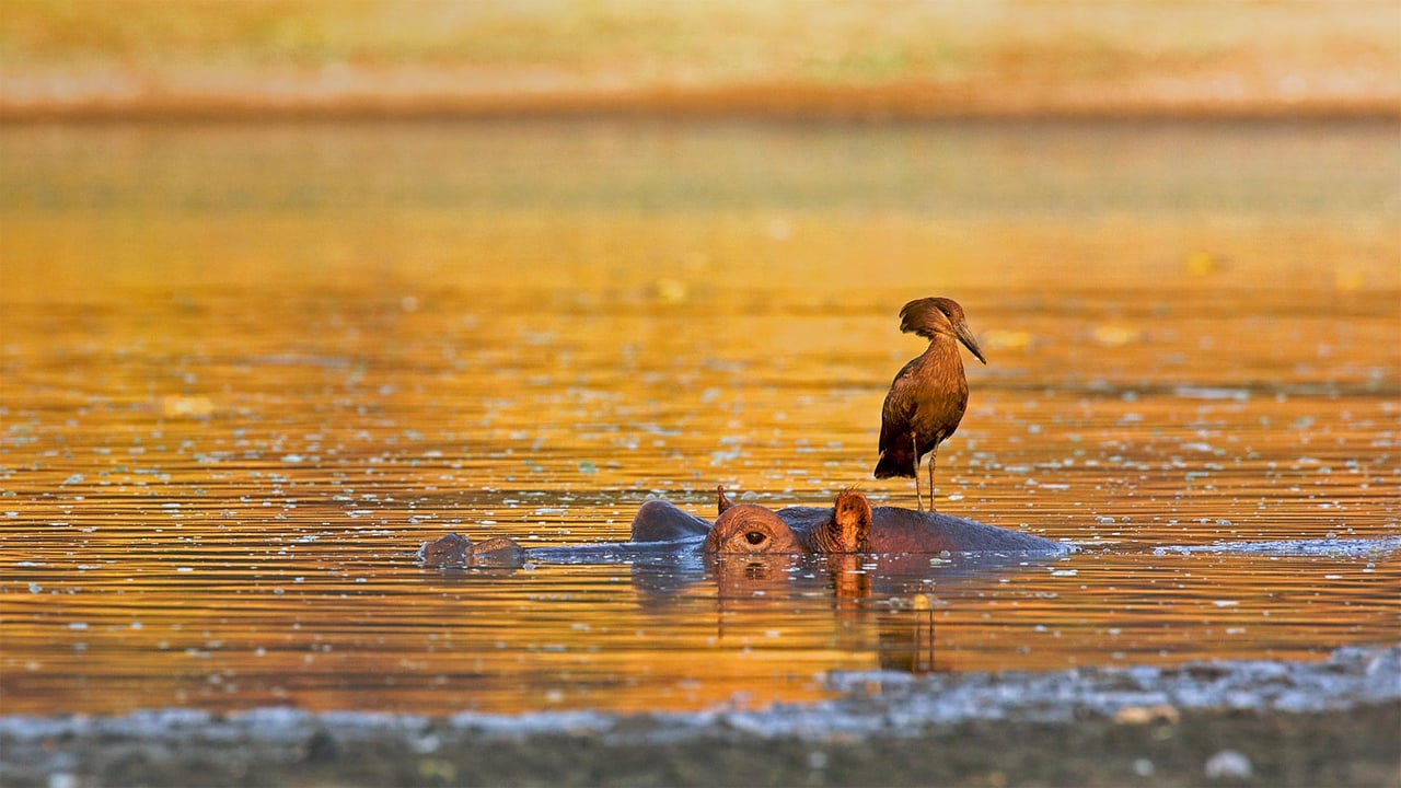 Hamerkop standing on a hippo, Mana Pools National Park, Zimbabwe (© David Fettes/Getty Images)