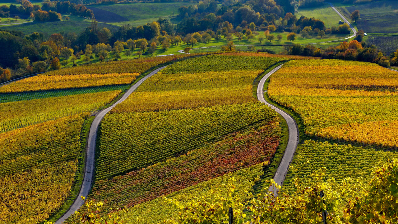 Weinberge auf dem Stollberg bei Handthal, Oberschwarzach, Unterfranken, Bayern (© Rüdiger Hess/geo-select FotoArt)