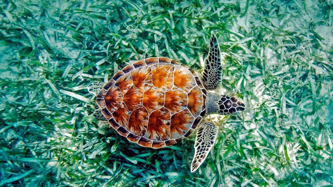 ｢アオウミガメ｣ハワイ (© Monica & Michael Sweet/Aurora Photos)