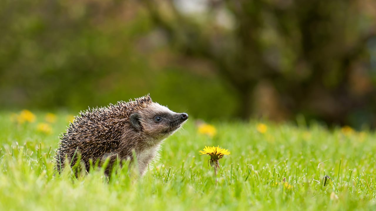 ナミハリネズミ, ドイツ ノルトライン＝ヴェストファーレン州 (© Oksana Schmidt/Getty Images)