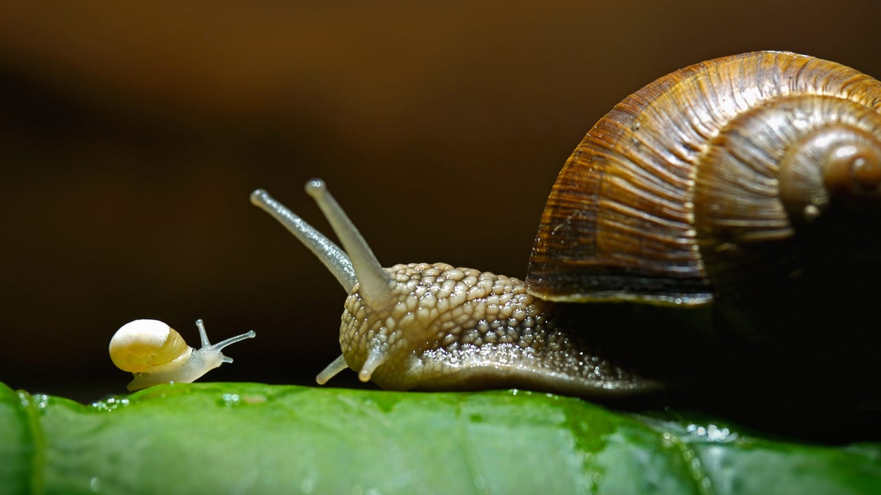 Burgundy snails, also called edible snails (© Heidi and Hans-Juergen Koch/Minden Pictures)