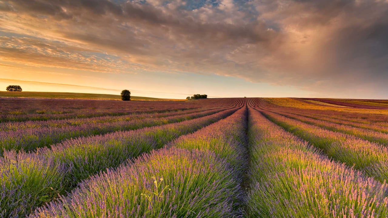 Lavender field, Hertfordshire, England (© George W Johnson/Getty Images)