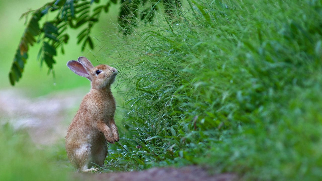 A rabbit in the grass (© wisan224/Getty Images Plus)
