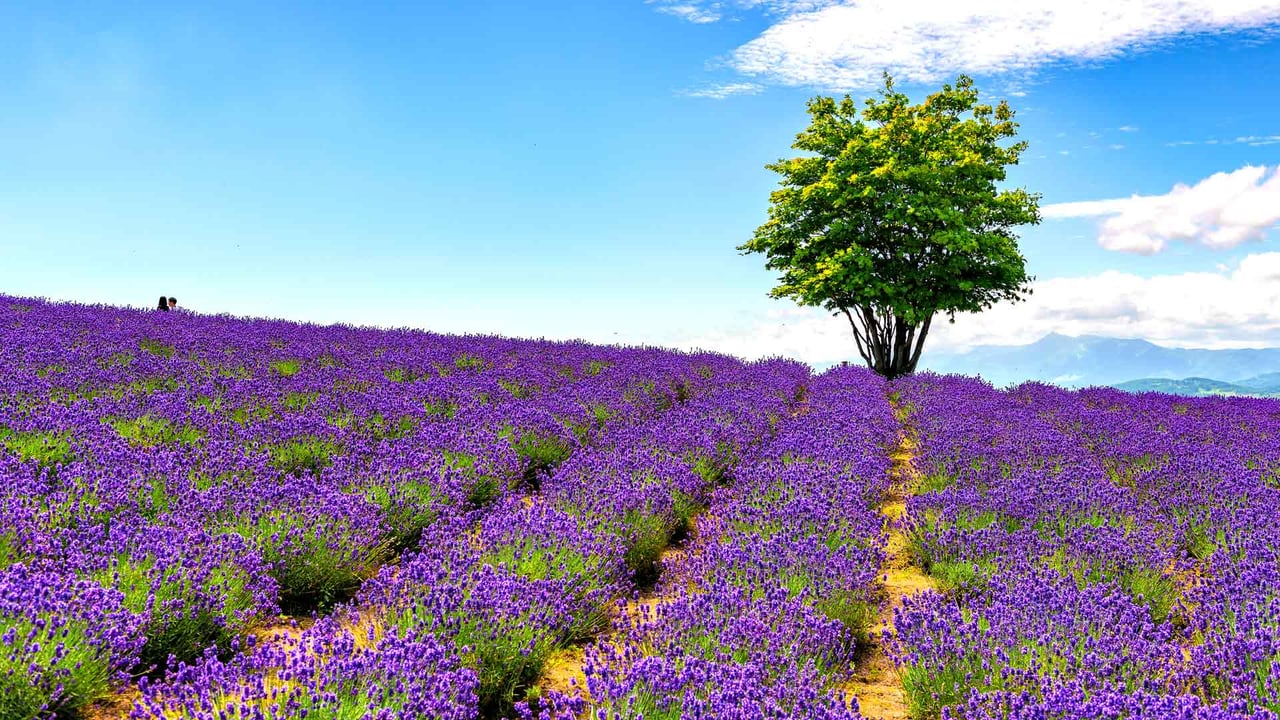 Lavender field at Hinode Farm, Kamifurano, Hokkaido, Japan (© DoctorEgg/Getty Images)