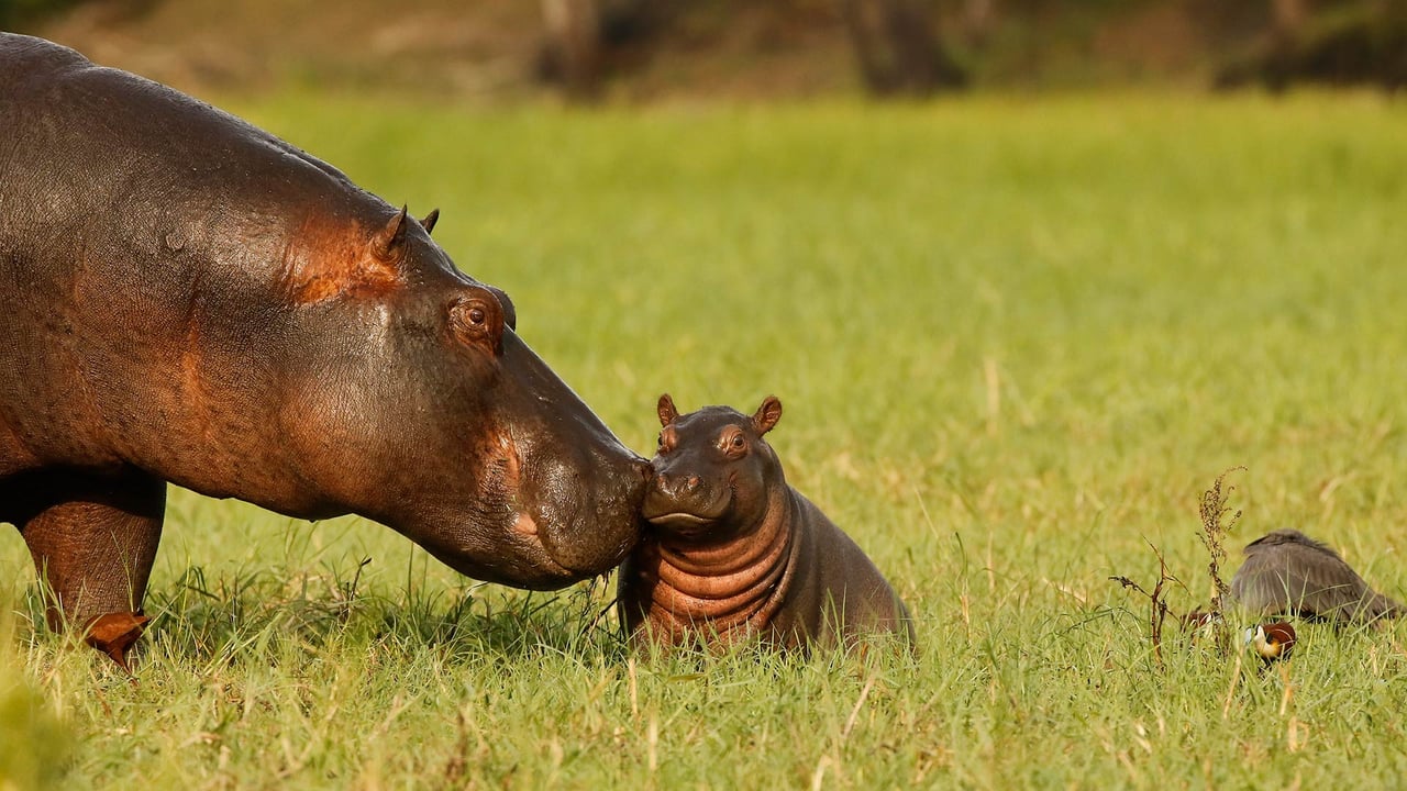 Hippopotamus mother and baby, Chobe National Park, Botswana (© jacobeukman/Getty Images)
