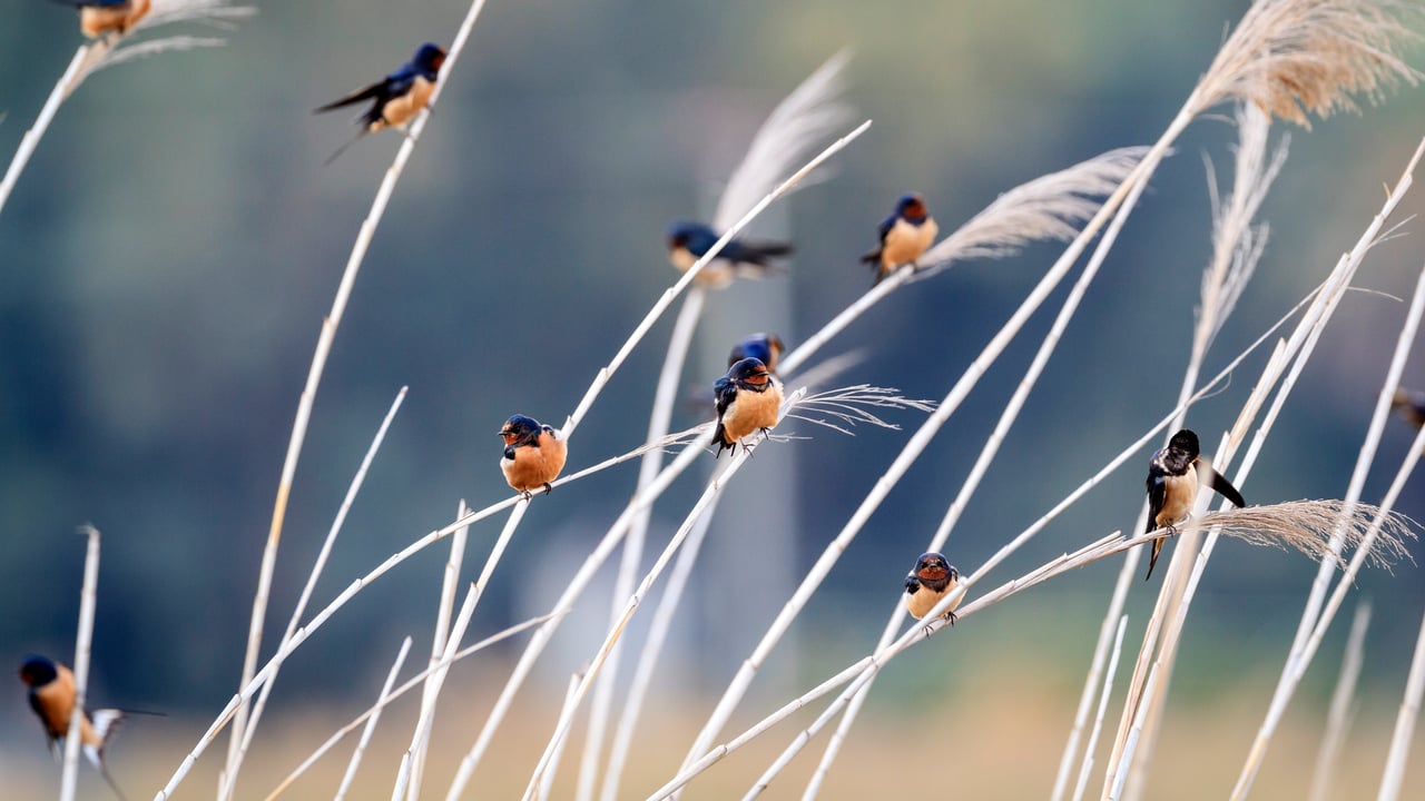Barn swallows of different subspecies resting together (© Oscar Dominguez/Tandem Stills + Motion)