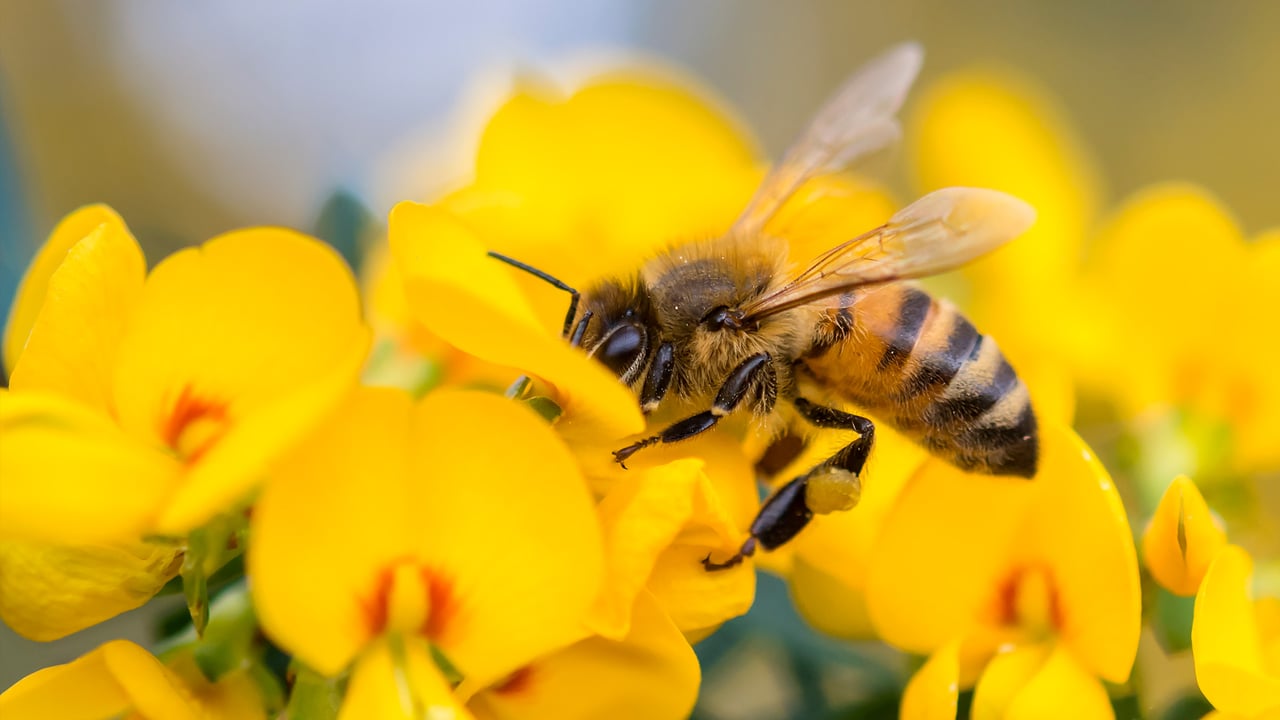 Honey Bee on Pea flower, Muogamarra Nature Reserve, NSW (© RugliG/iStock/Getty Images Plus)