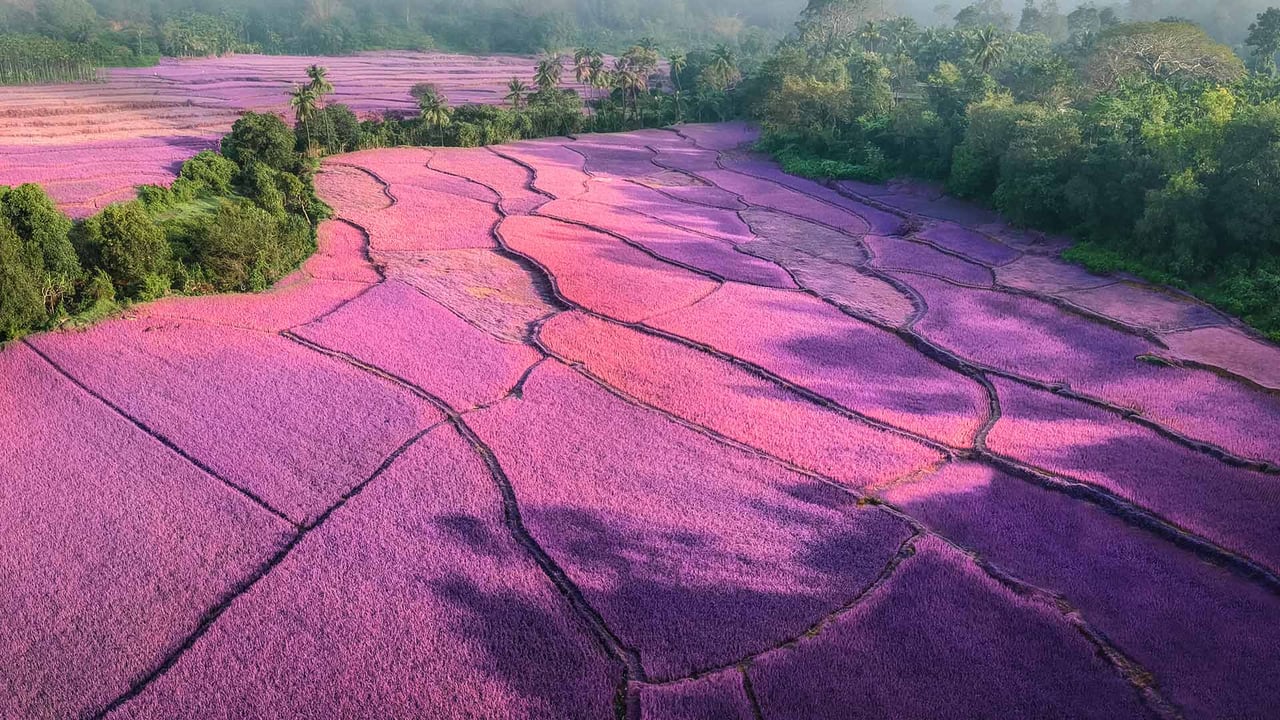 Sunrise over misty lavender fields, India (© Amith Nag Photography/Getty Images)