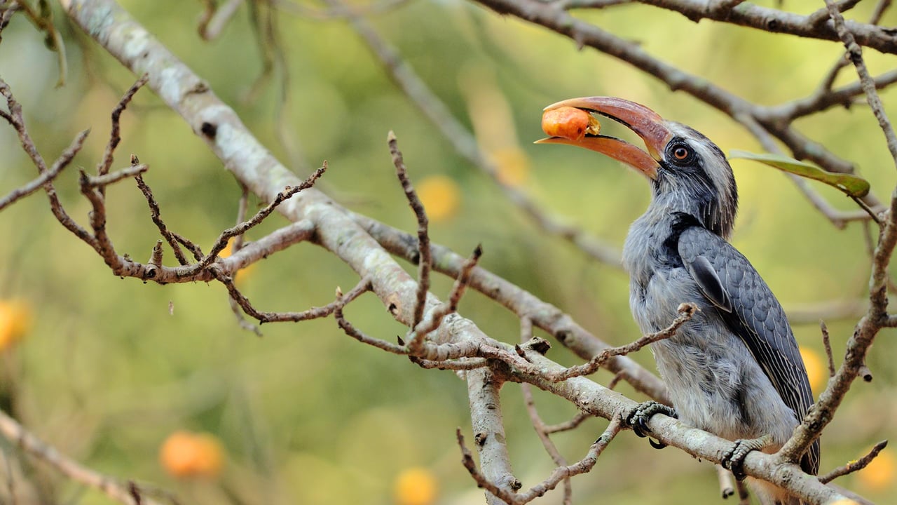 Malabar grey hornbill feeding on a fig tree at Dandeli, Karnataka (© AmitRane1975/iStock/Getty Images Plus)