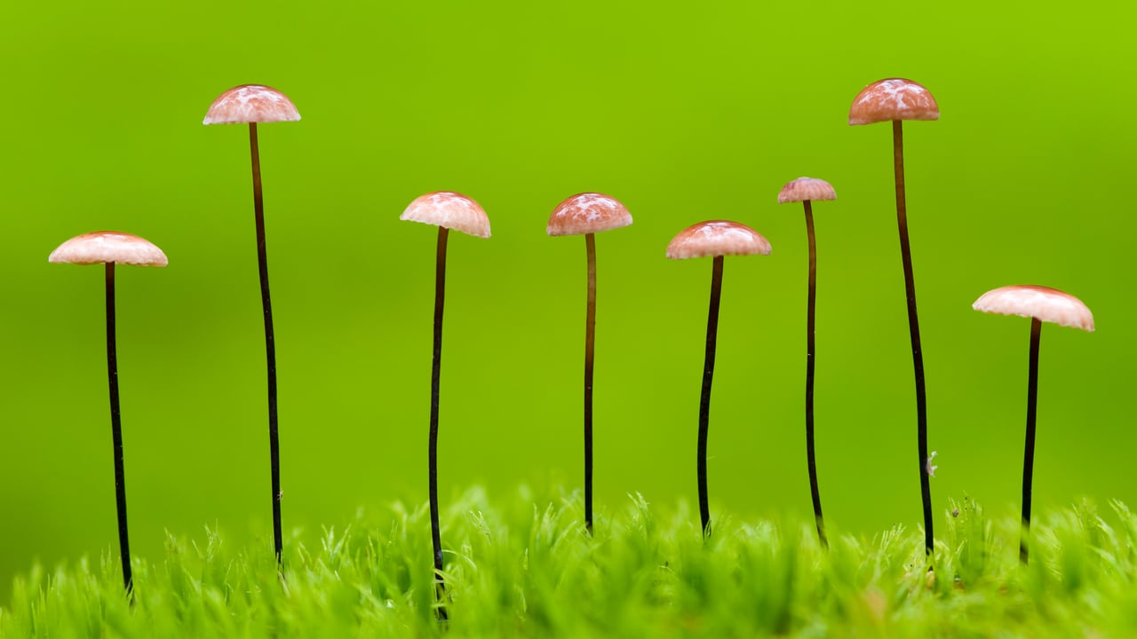 Horsehair parachute fungus, Belarus (© Máté/Nature Picture Library)