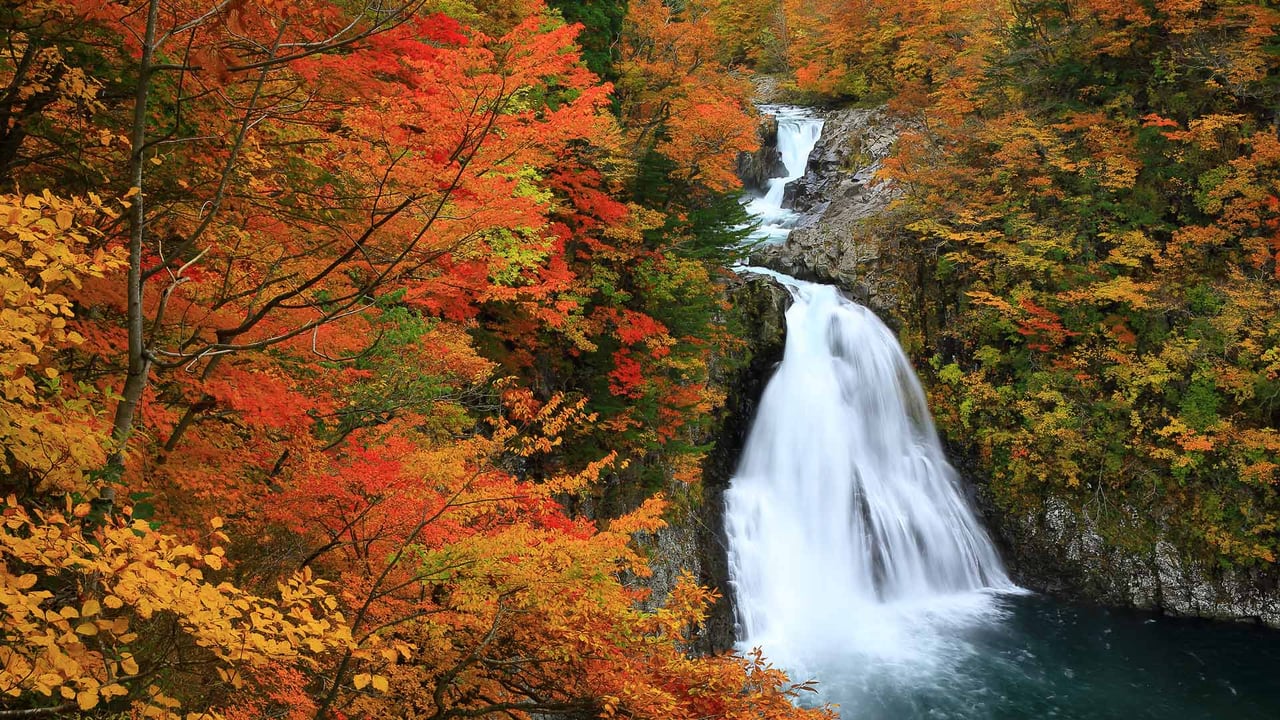 紅葉に包まれた法体の滝, 秋田県 由利本荘市 (© nattya3714/Getty Images)