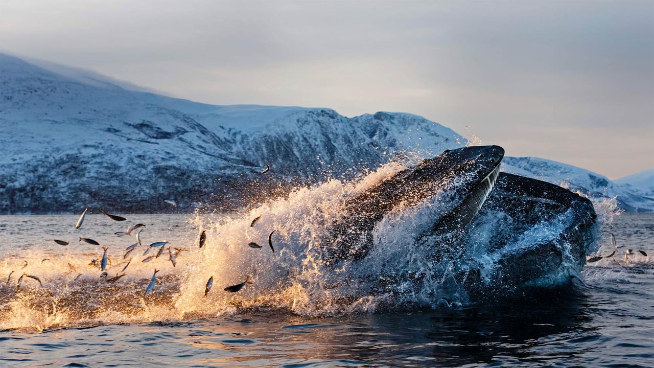 Humpback whale feeding on herring off the coast of Kvaløya, Troms, Northern Norway (© Espen Bergersen/Minden Pictures)
