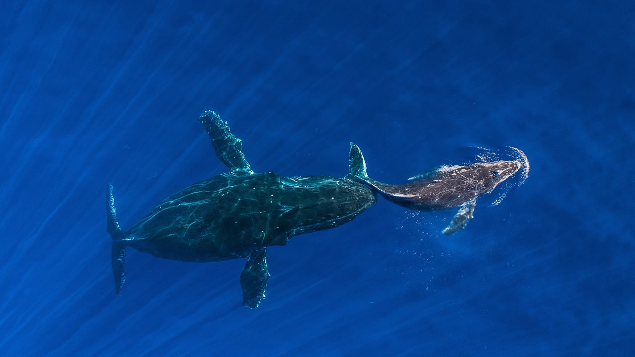 Humpback whale mother pushes her sleeping calf to the surface, Maui, Hawaii (© Ralph Pace/Minden Pictures)