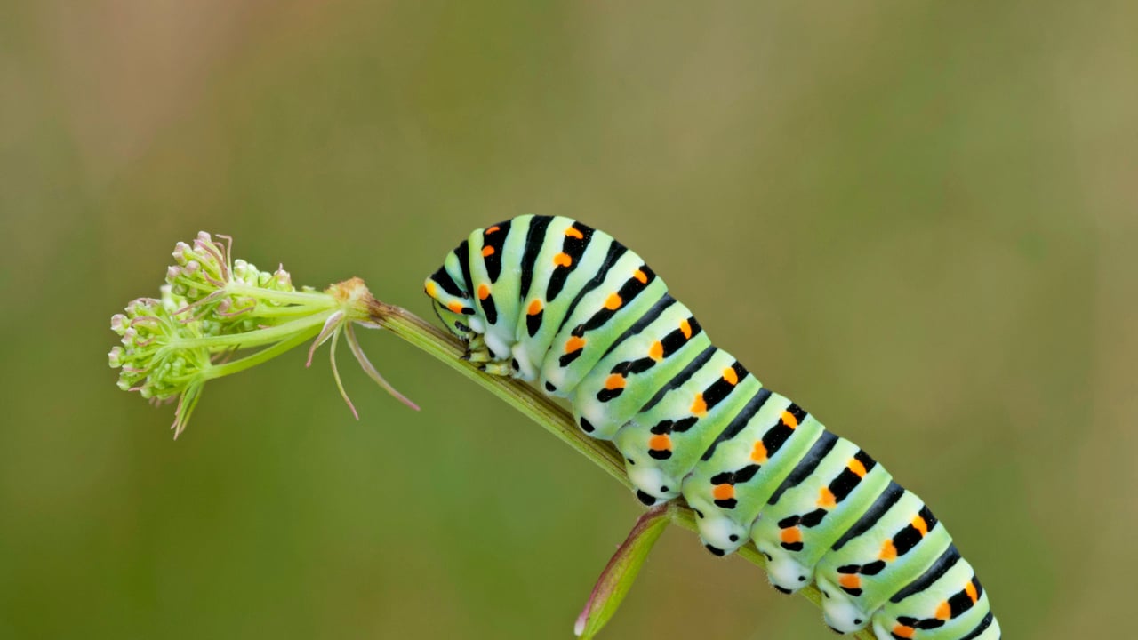 Old world swallowtail caterpillar for World Book Day (© ardea.com/Mary Evans/Tonci/Pantheon/SuperStock)