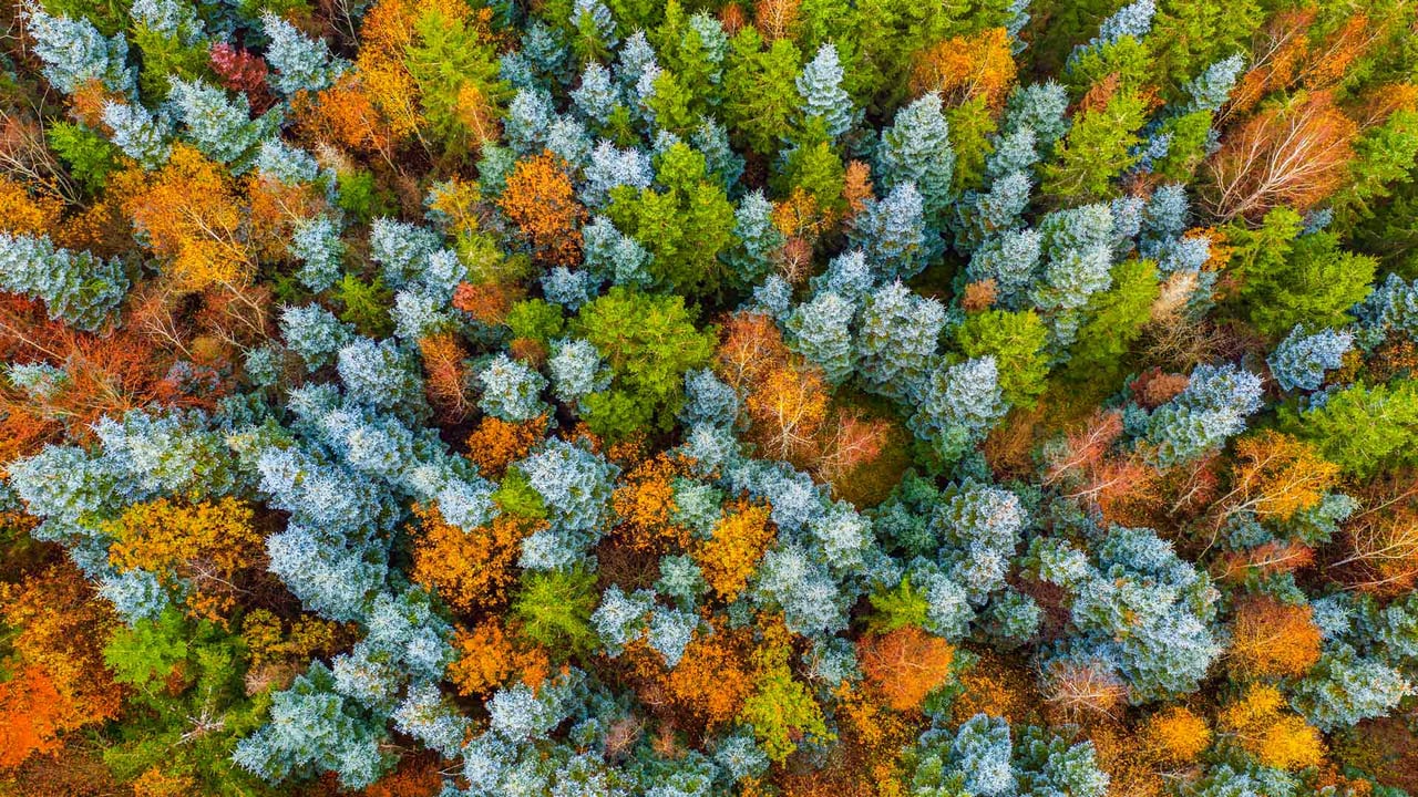 Hunsrück Hochwald, Herbstwald bei Deuselbach, Naherholungsgebiet Erbeskopf, Rheinland-Pfalz (© Hans-Peter Merten/Huber/eStock Photo)