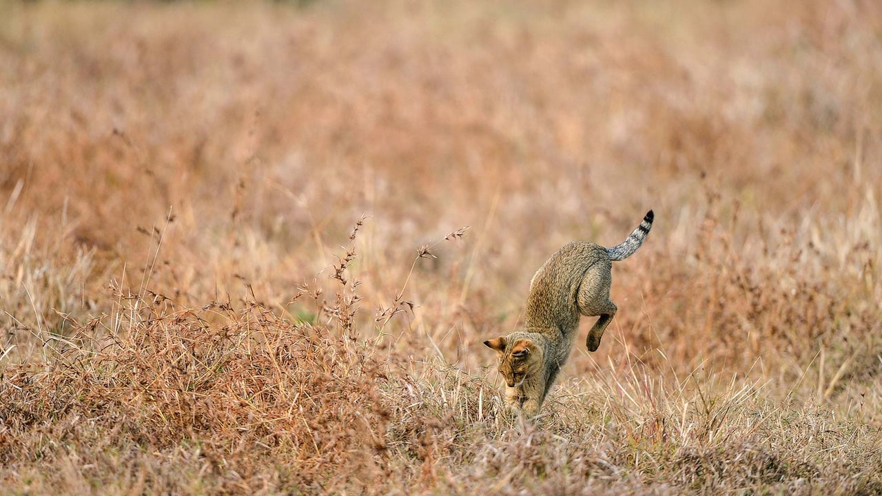 Jungle cat hunting somewhere in India (© Lila/Alamy)