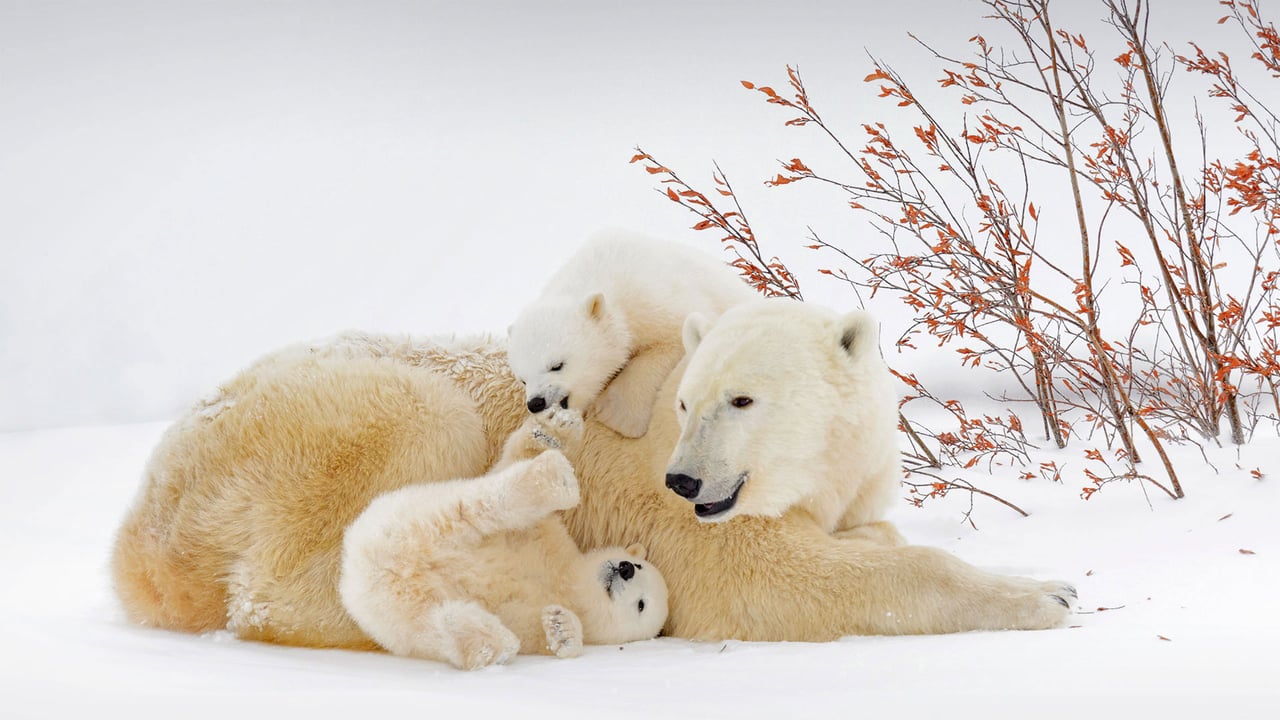 Polar bear mother with cubs in Wapusk National Park, Manitoba, Canada (© Andre Gilden/Minden Pictures)