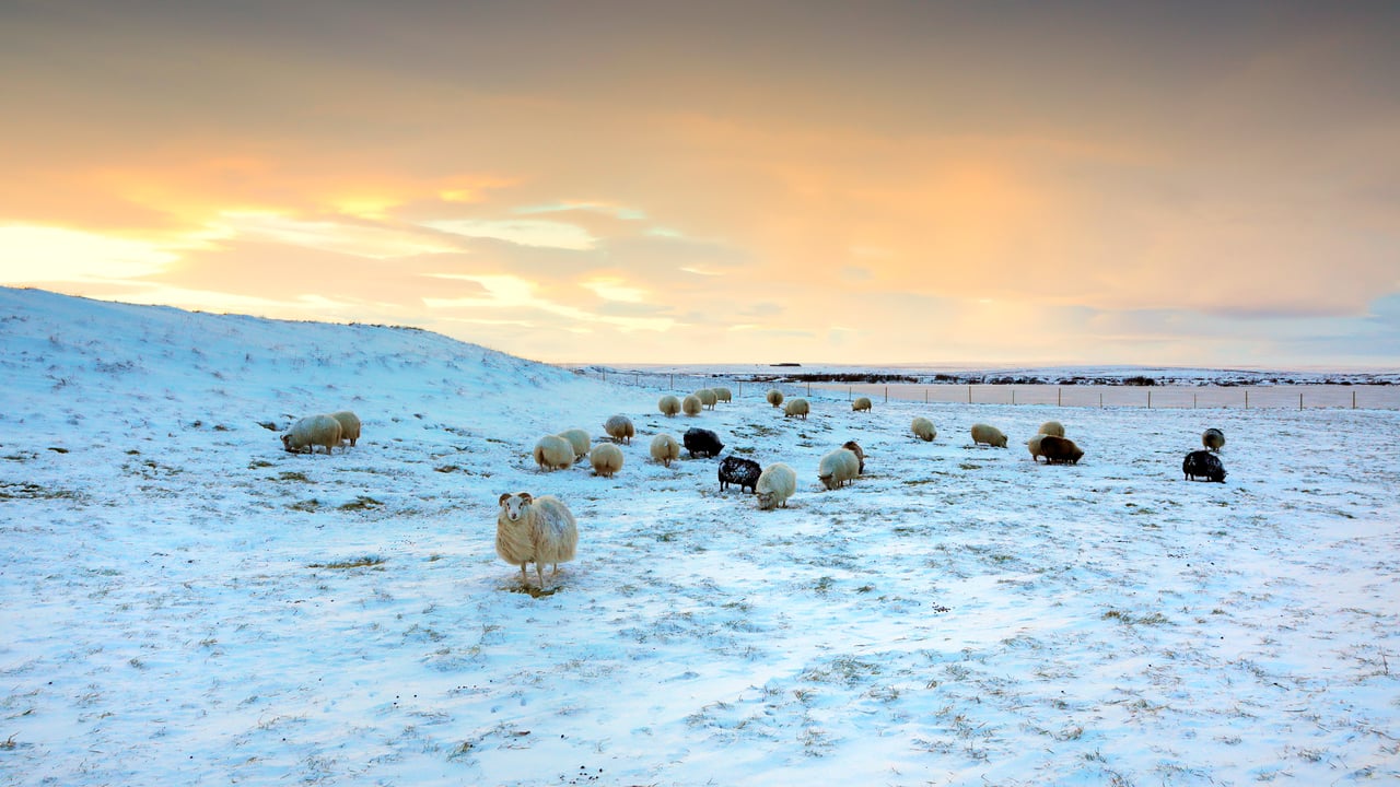 Des moutons dans la neige, Islande (© Christophe Lehenaff/Getty Images)