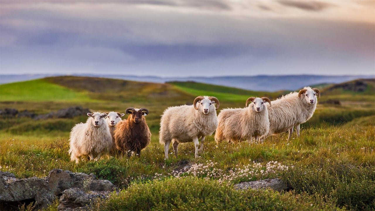 Icelandic sheep ready for réttir (© Pieter Tytgat/Getty Images)
