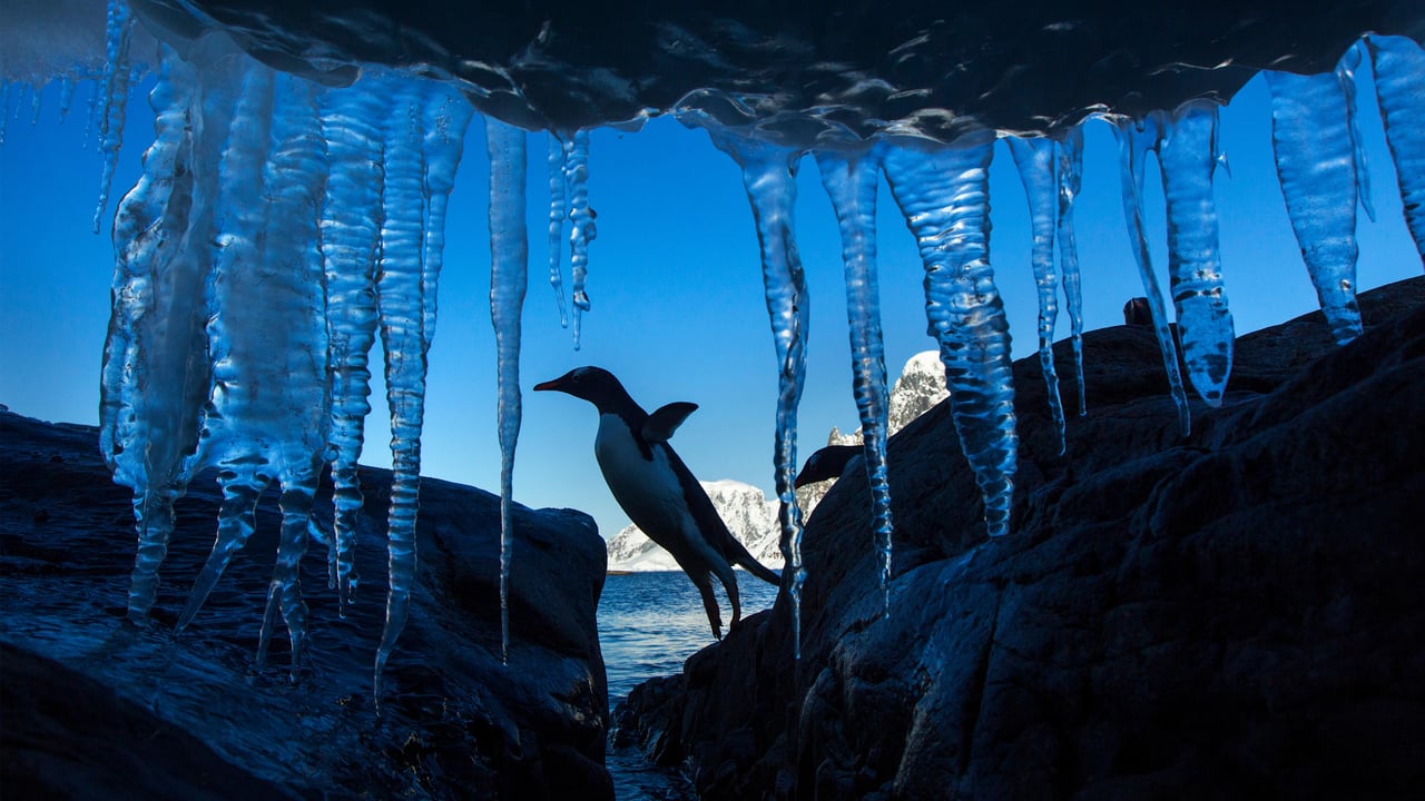 Un manchot papou, Île Petermann, Antarctique (© Paul Souders/DanitaDelimont.com/Alamy)