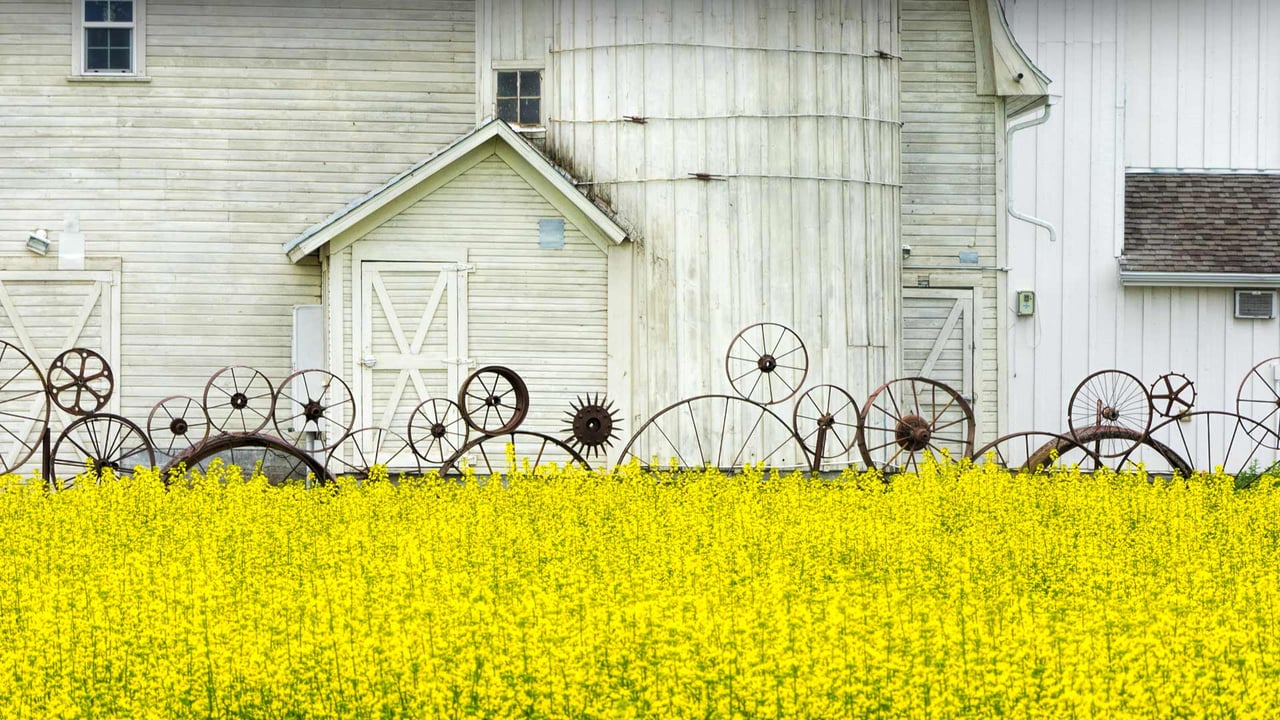 Old barn and canola field, Palouse region, Washington (© Terry Eggers/Getty Images)