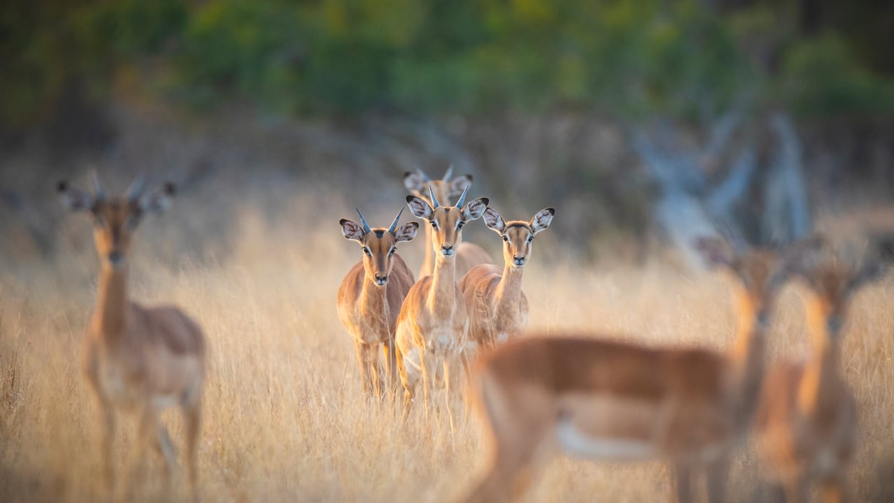 Troupeau d’impalas, réserve de Londolozi, Afrique du Sud (© Mint Images/Getty Images)