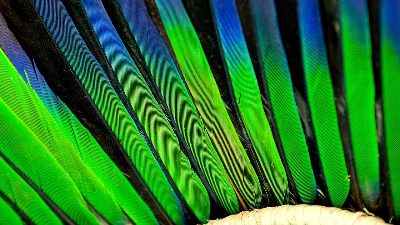 Cocar artesanal de povo indígena brasileiro (© Felipe Gustavo S Borges/Getty Images)
