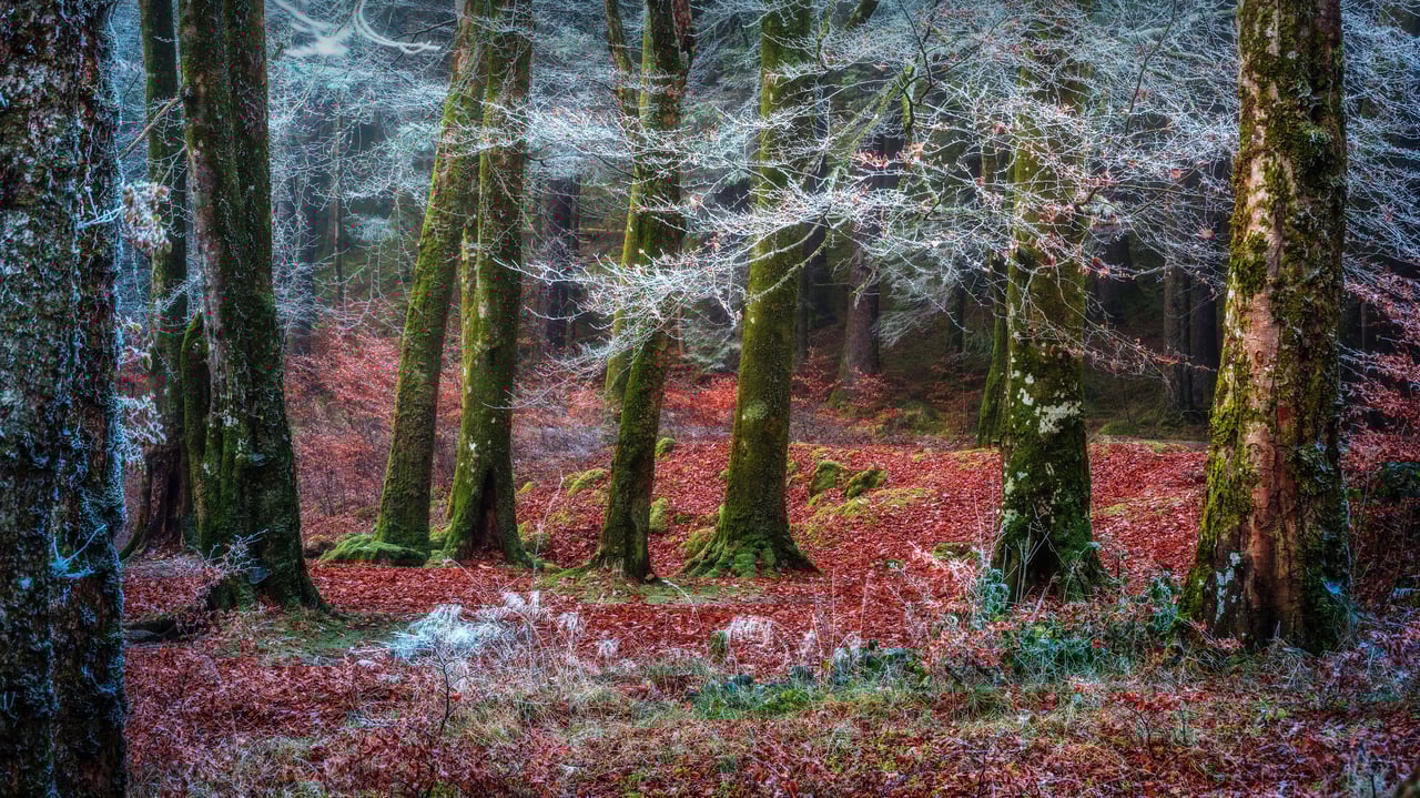 Forest near the village of Invergarry, Scotland (© Matt Anderson Photography/Getty Images)
