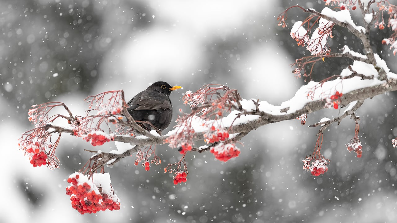 Merlo tra frutti di bosco (© Paolino Massimiliano Manuel/iStock/Getty Images)