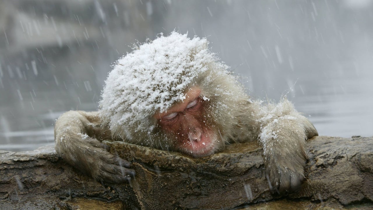 ｢温泉に入るニホンザル｣ (© M. Watson/ardea.c/age fotostock)