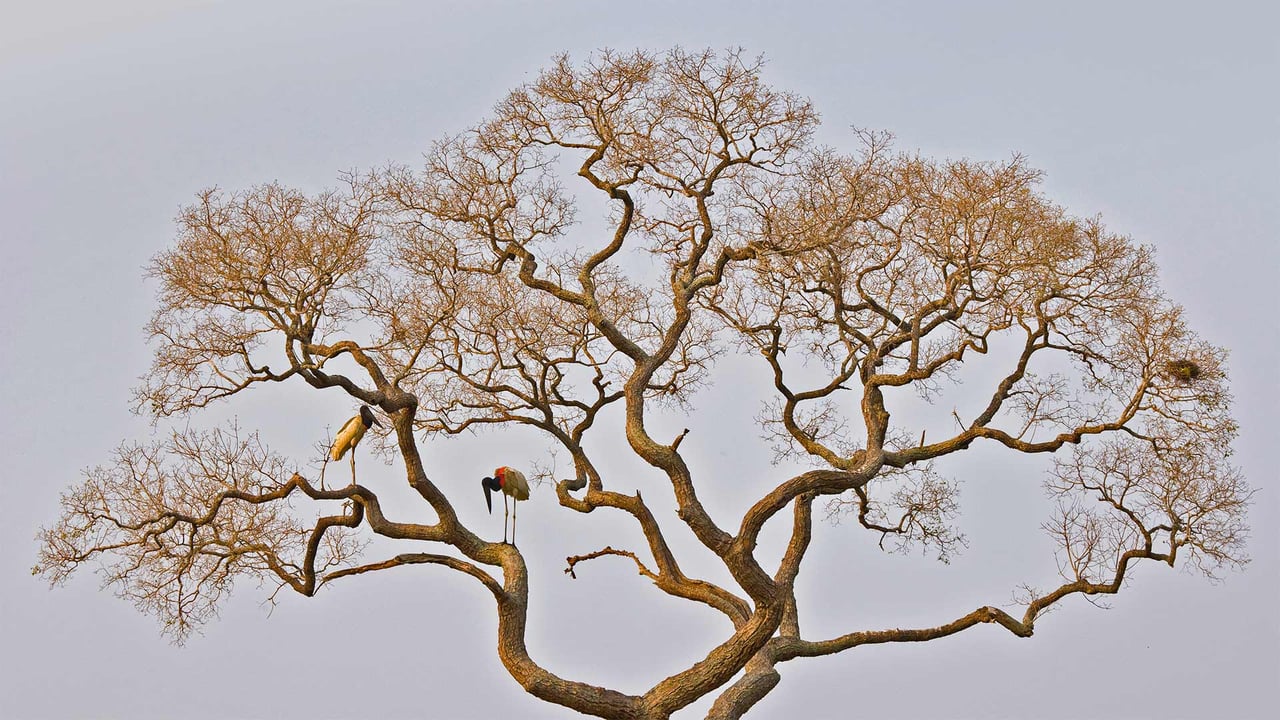 Jabiru storks in the Pantanal of Brazil (© Juan-Carlos Munoz/Minden Pictures)