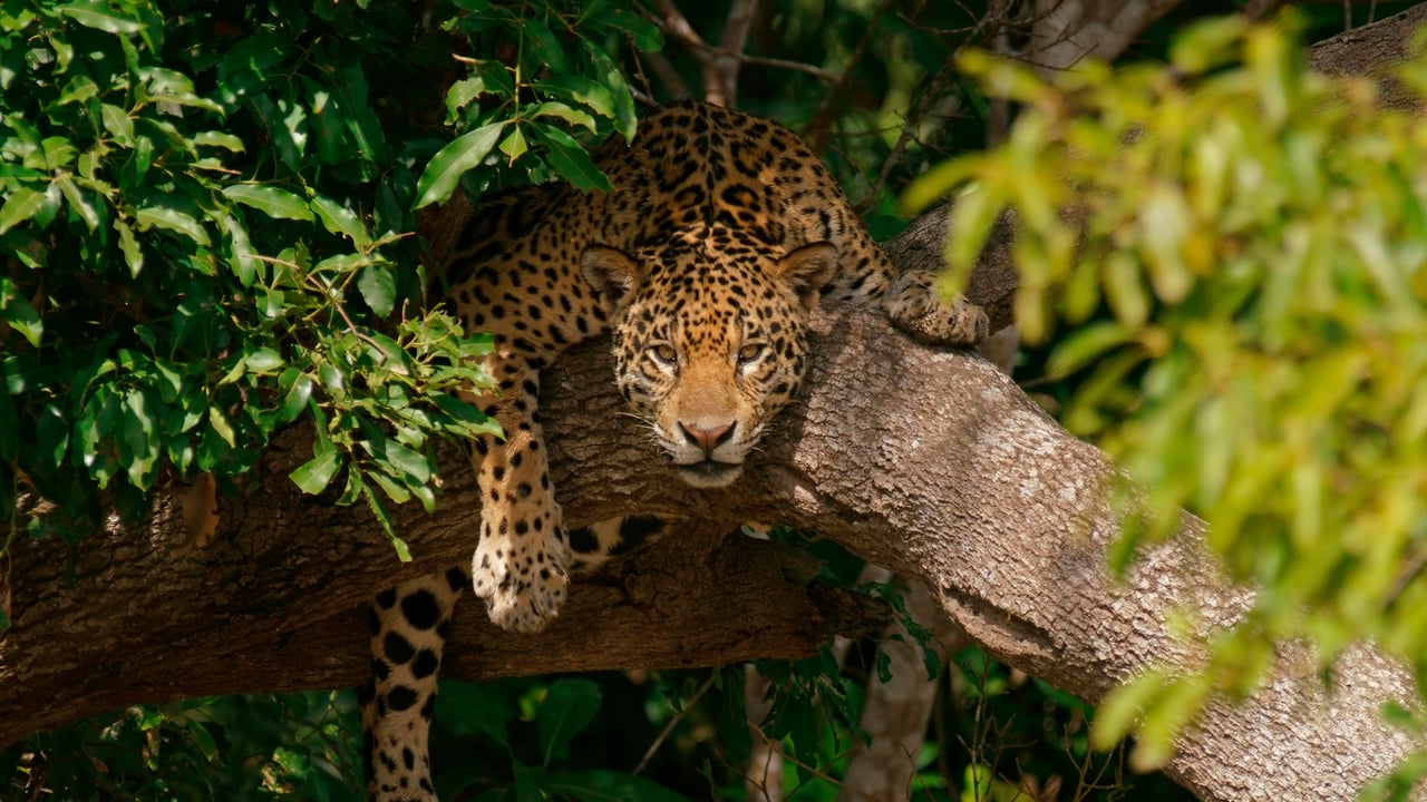 Onça-pintada observando de uma árvore, Pantanal, Mato Grosso (© Marko Konig/Getty Images)