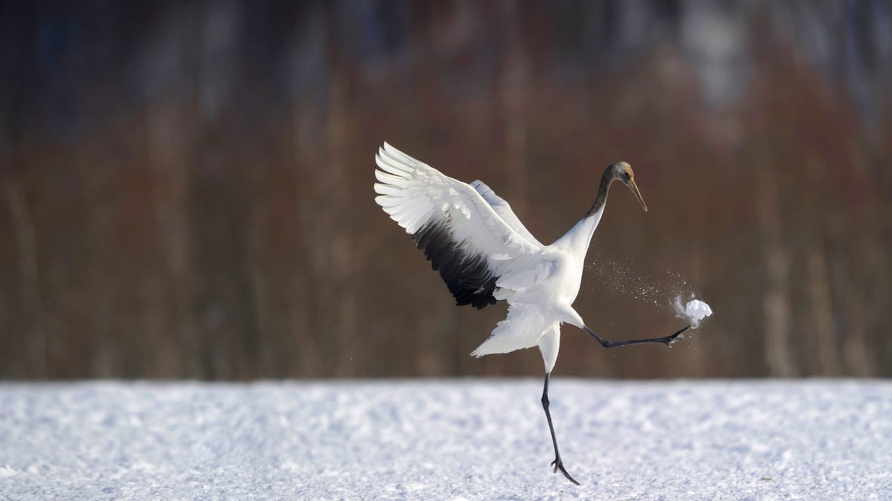 ｢タンチョウ｣北海道 (© Regis Cavignaux/Getty Images)
