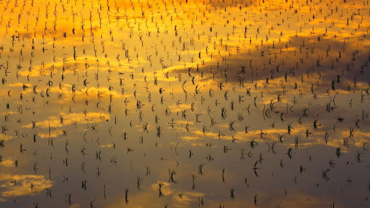 南三ツ谷町の水田, 滋賀県彦根市 (© imagewerks/Getty Images)