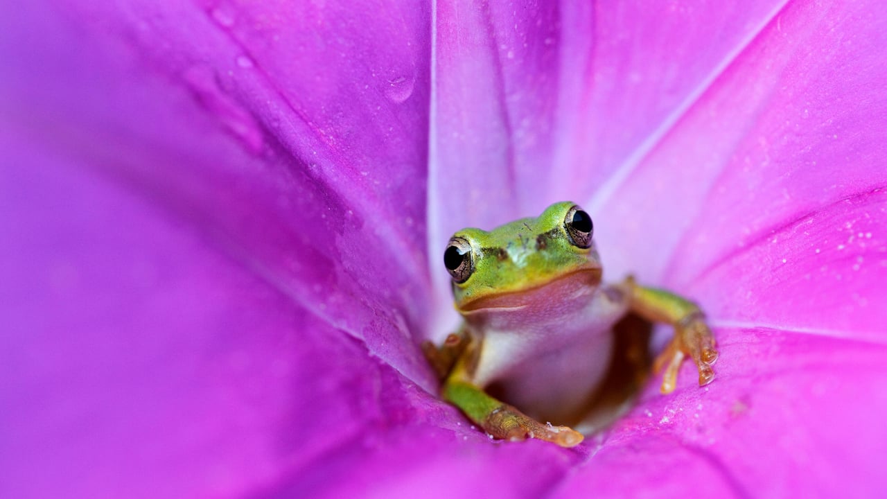 Rainette japonaise au cœur d’une fleur de liseron rose (© Tetsuya Tanooka/Getty Images)