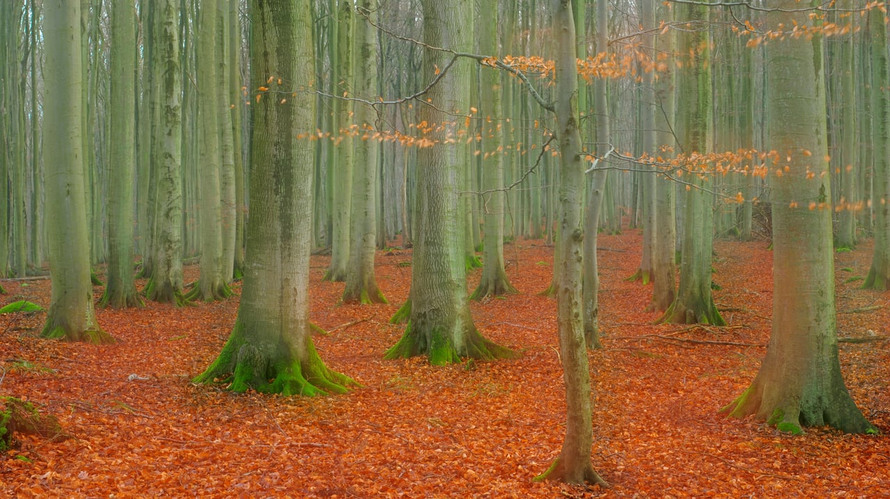 Rotbuchenwald im Nationalpark Jasmund, Rügen, Mecklenburg-Vorpommern (© Sandra Bartocha/NPL/Minden Pictures)
