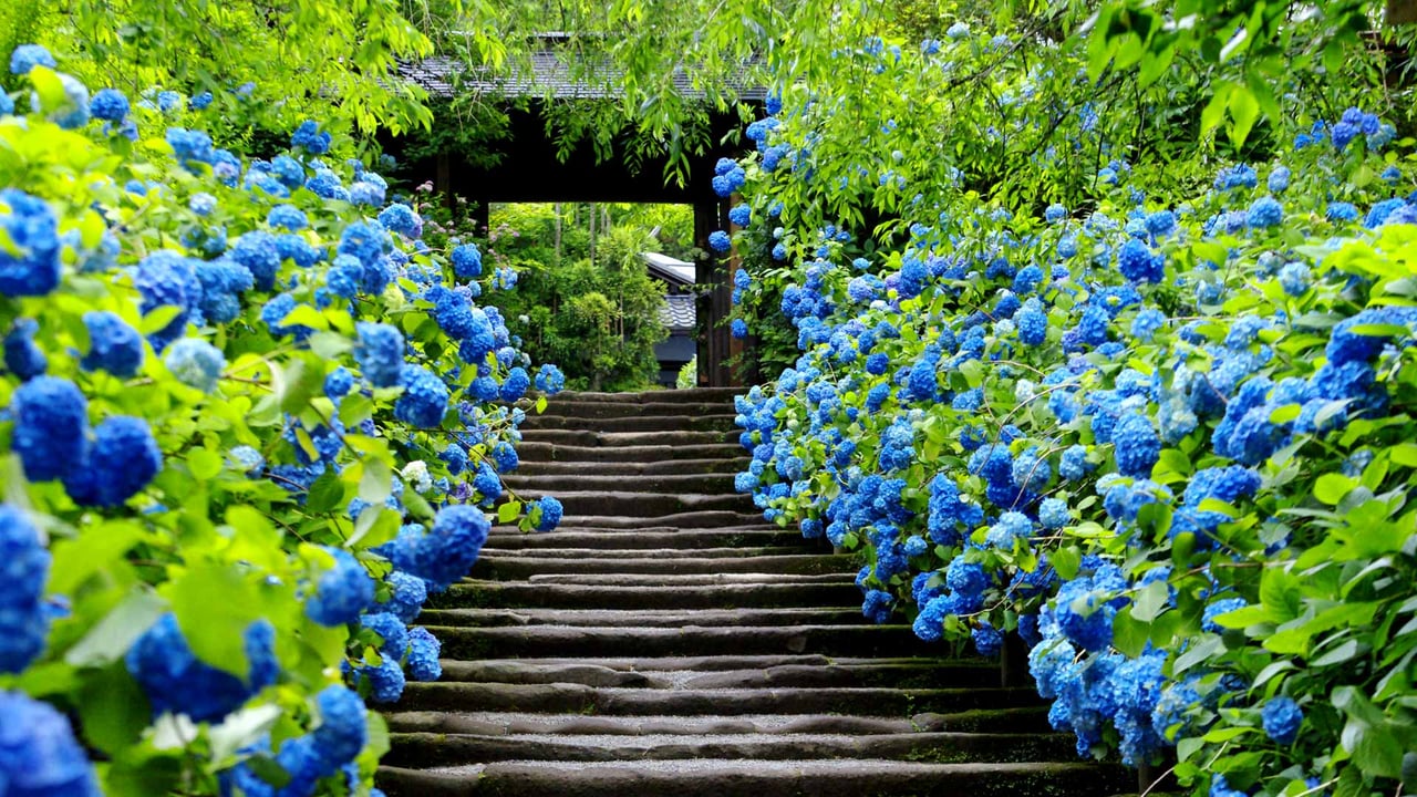 ｢明月院｣神奈川, 鎌倉 (© Aflo Relax/Masterfile)