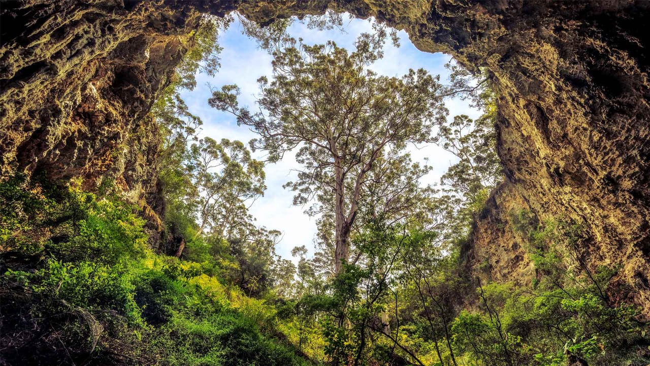 Giant karri tree at the entrance to a cave in the Margaret River area, Western Australia (© Posnov/Getty Images)