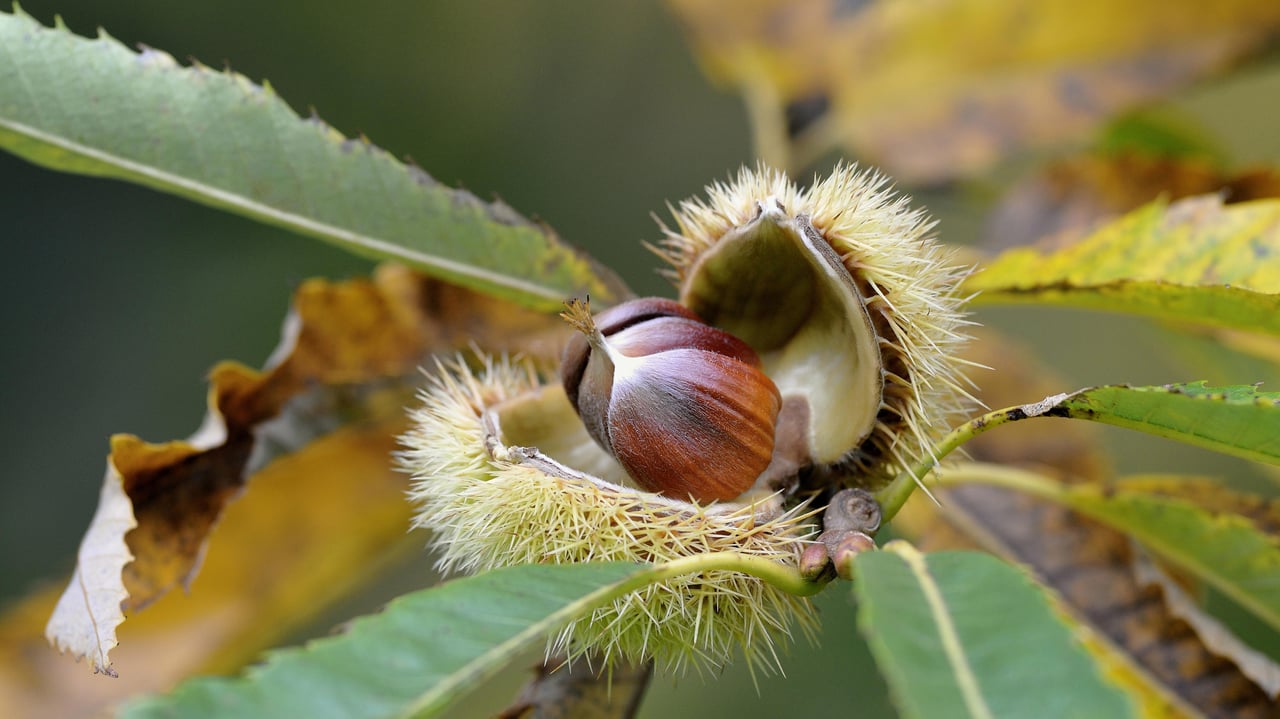 Reife Früchte einer Edelkastanie, Nordrhein-Westfalen (© Frederik/imageBROKER/Shutterstock)