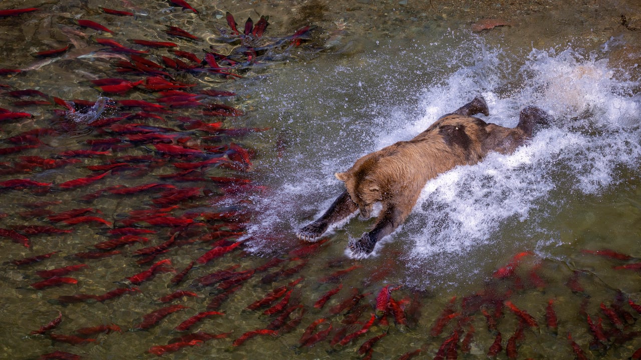 Brown bear fishing in river, Katmai National Park, Alaska (© Pal Hermansen/Nature Picture Library)