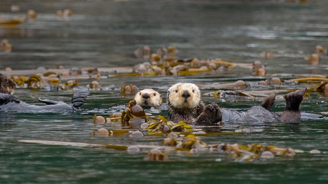 Sea otters in Alaska’s Inside Passage (© Erika Skogg/Getty Images)