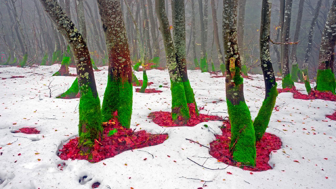 Trees on the northern slope of Mount Khomyak in the Carpathian Mountains, Ukraine (© panaramka/Getty Images)