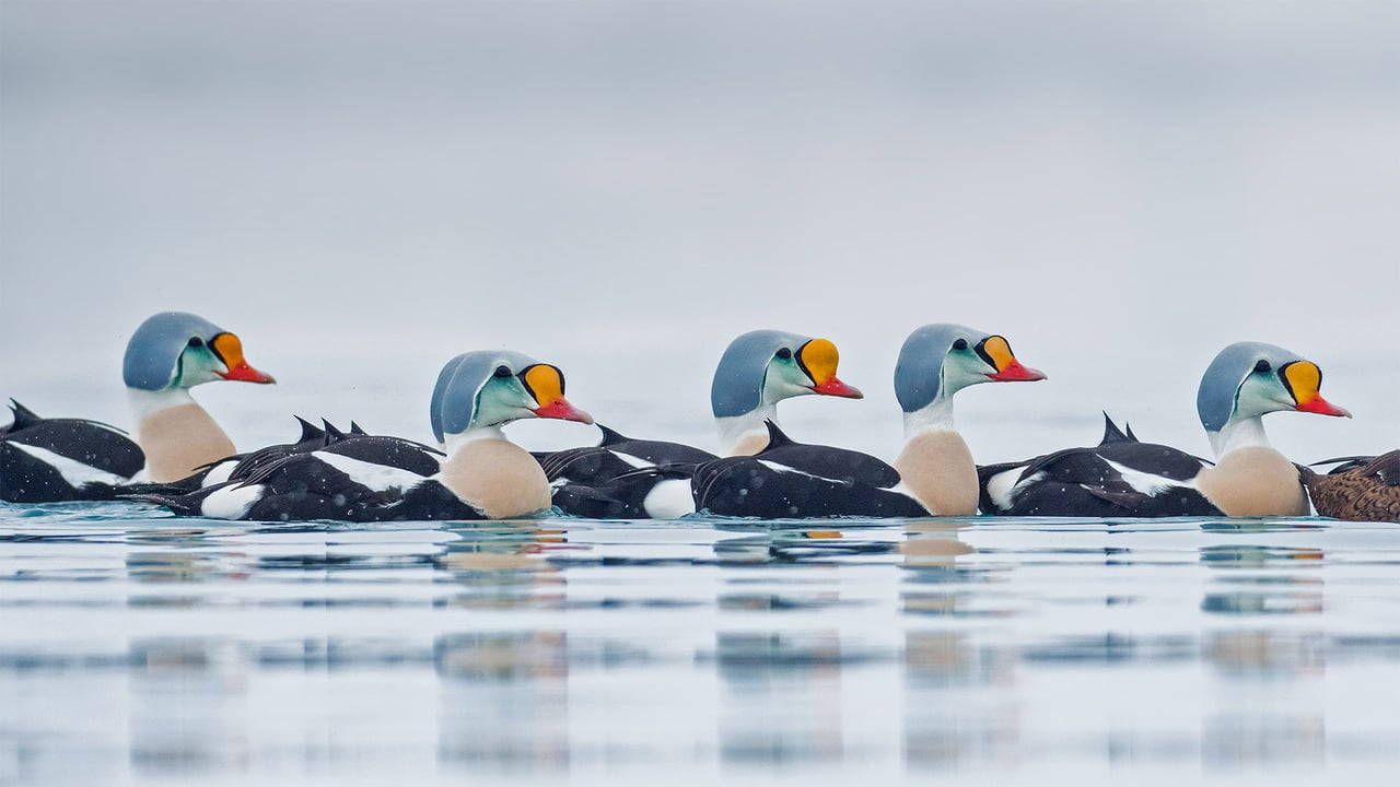 Male king eider ducks swimming in Troms og Finnmark, Norway (© Pal Hermansen/Minden Pictures)