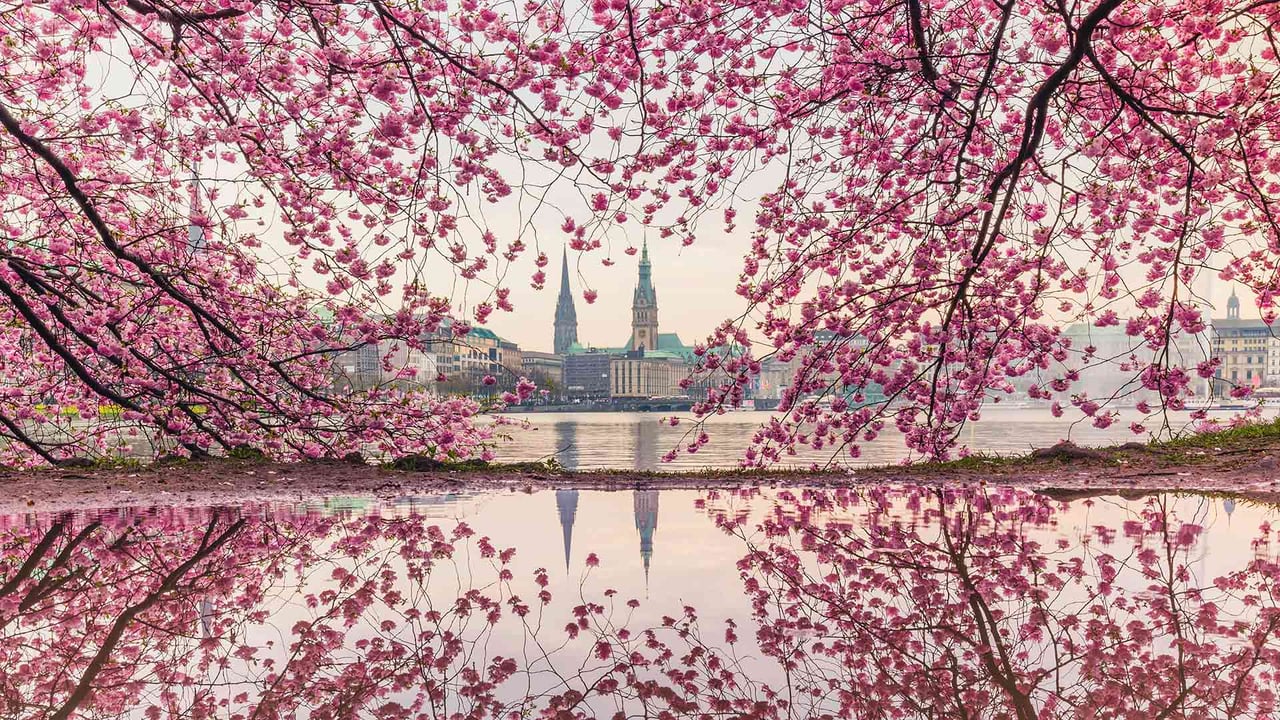 Blühende Kirschbäume an der Binnenalster, Hamburg (© Kerstin Bittner/Westend61/Offset)
