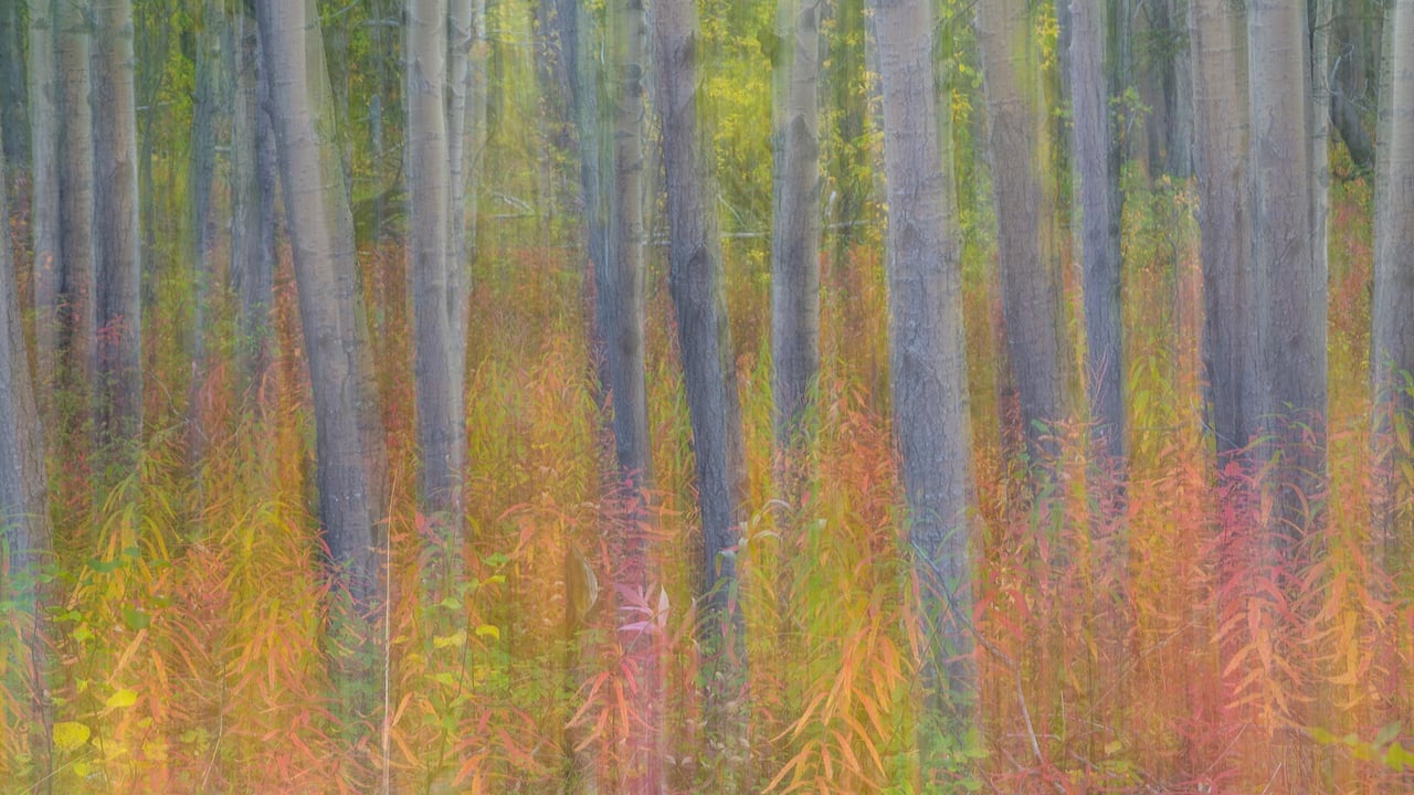 Aspen trees in Kluane National Park and Reserve, Yukon, Canada (© Don Paulson/Jaynes Gallery/Danita Delimont)
